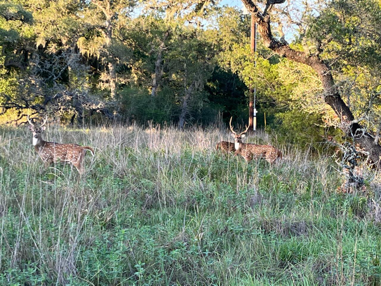 Twisted Oaks Ranch | Hallettsville TX