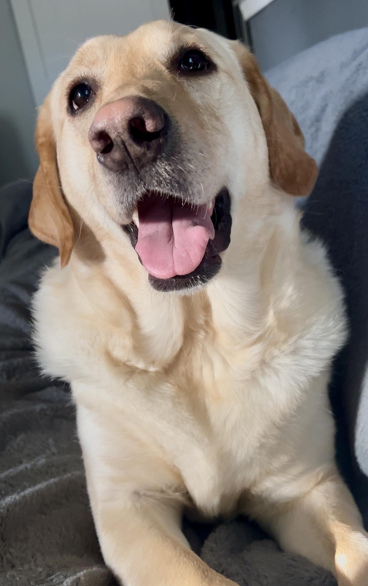 Winston, - Happy Tongue Out Tuesday 😋 #labrador #yellowlab # ...