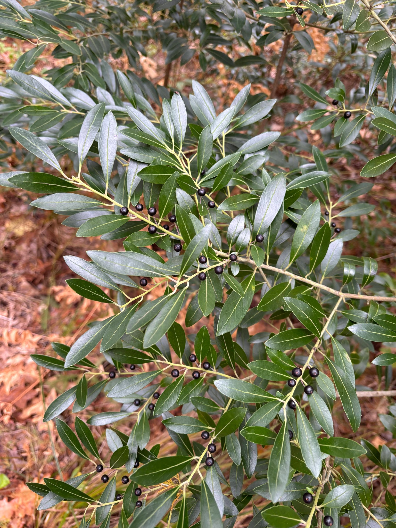 Native - While much of our bright fall foliage has dropped as winter ...