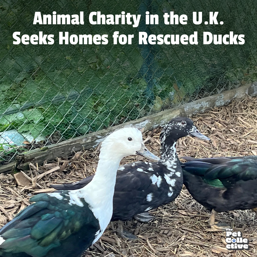 The Pet - RSPCA Cornwall is seeking homes for several ducks recently ...
