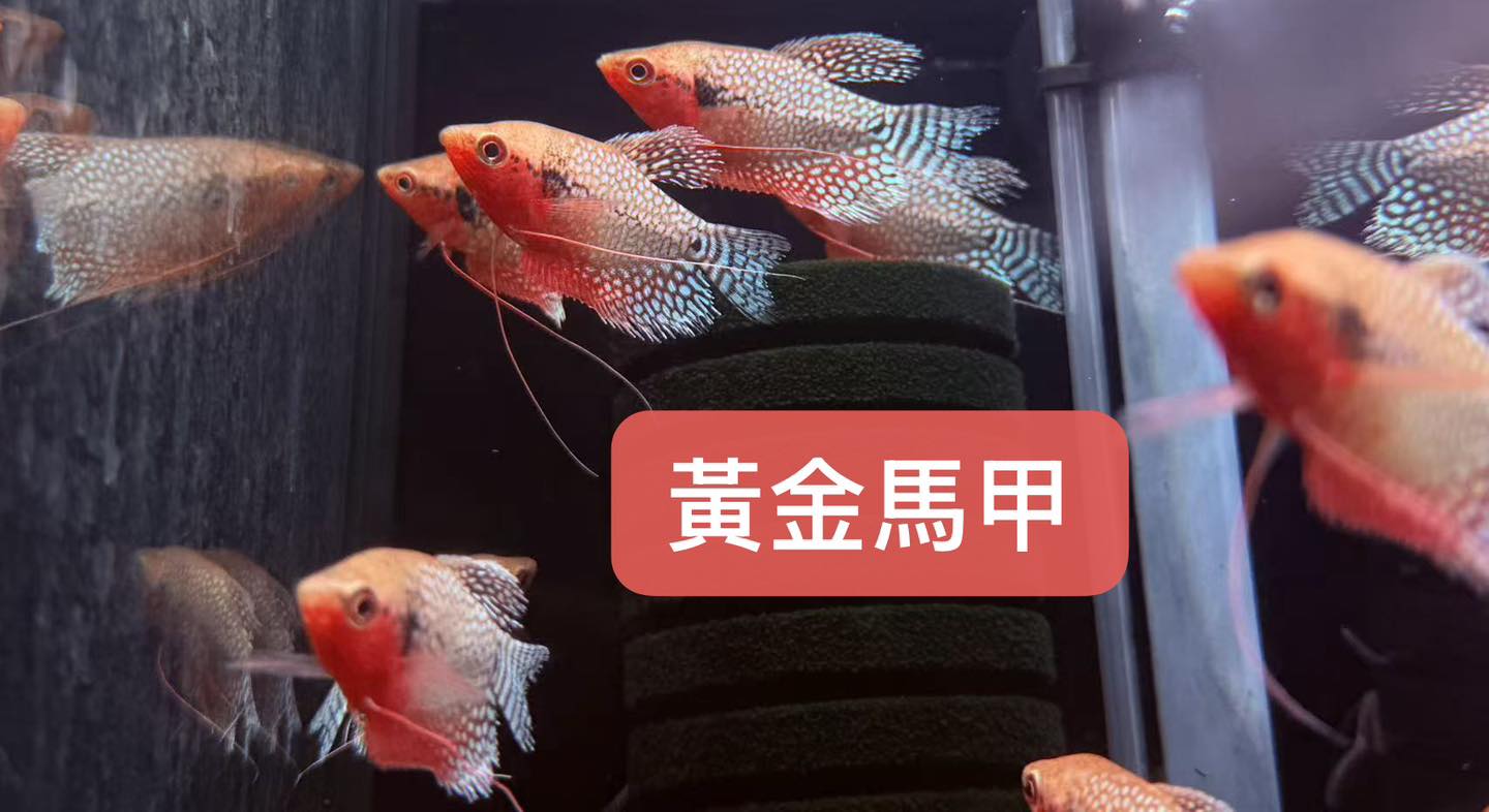 荃灣水族情迷aquadesign added a new photo. - 荃灣水族情迷aquadesign