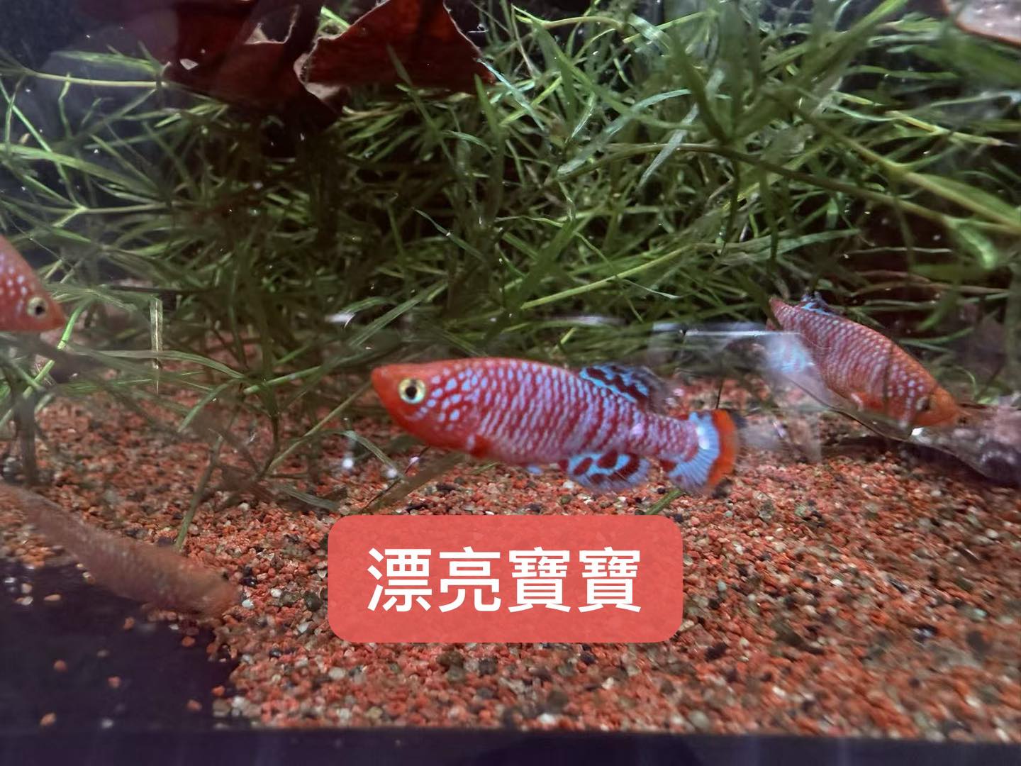 荃灣水族情迷aquadesign added a new photo. - 荃灣水族情迷aquadesign