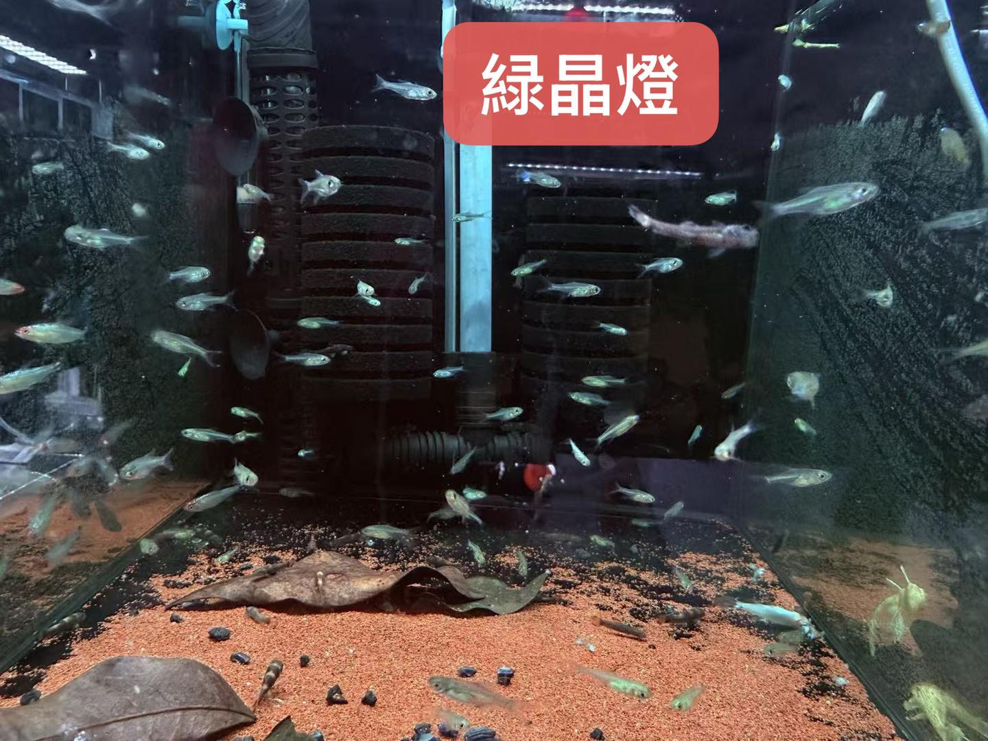 荃灣水族情迷aquadesign added a new photo. - 荃灣水族情迷aquadesign