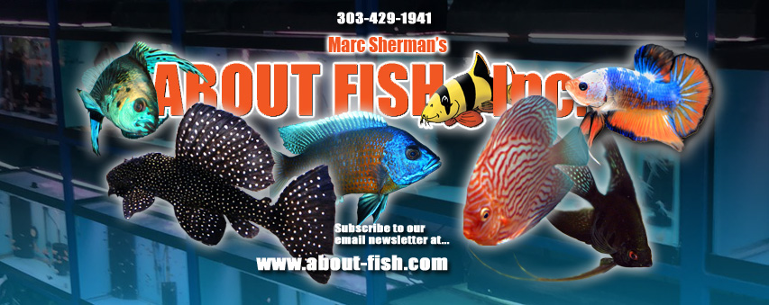 MemFish - We have plenty of snails for freshwater and saltwater tanks ...