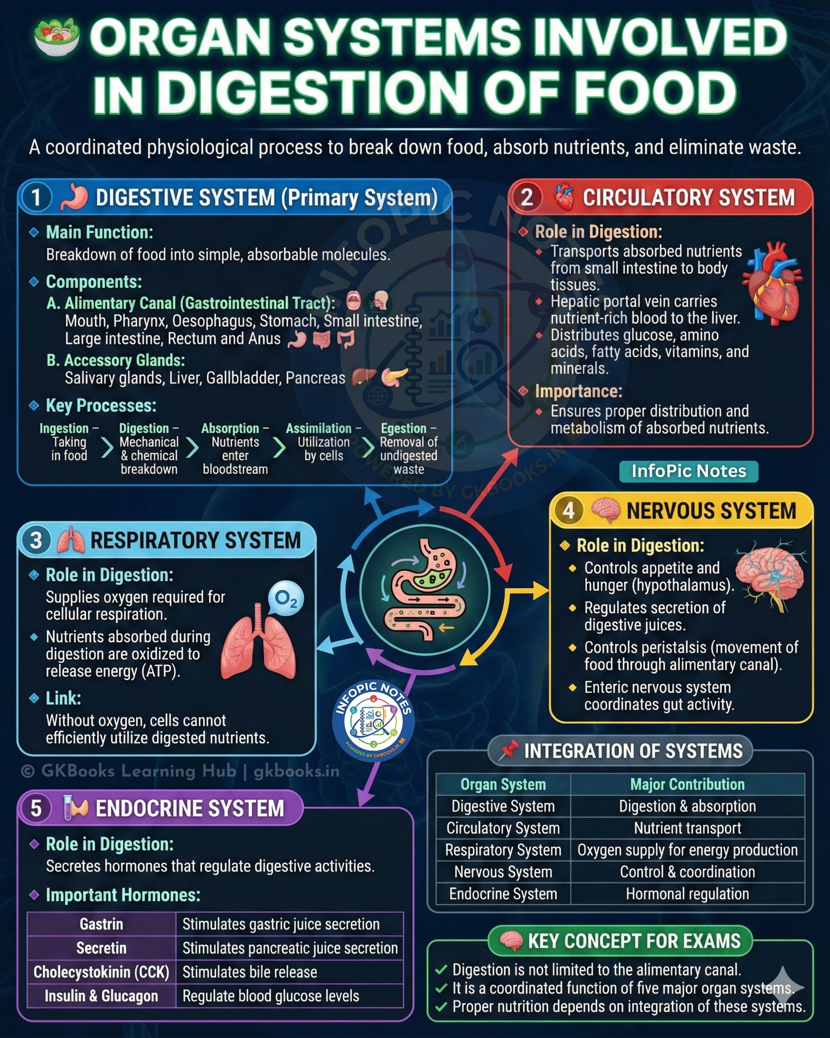 InfoPic Notes - 🫀 Organ Systems Involved in Digestion... | Facebook