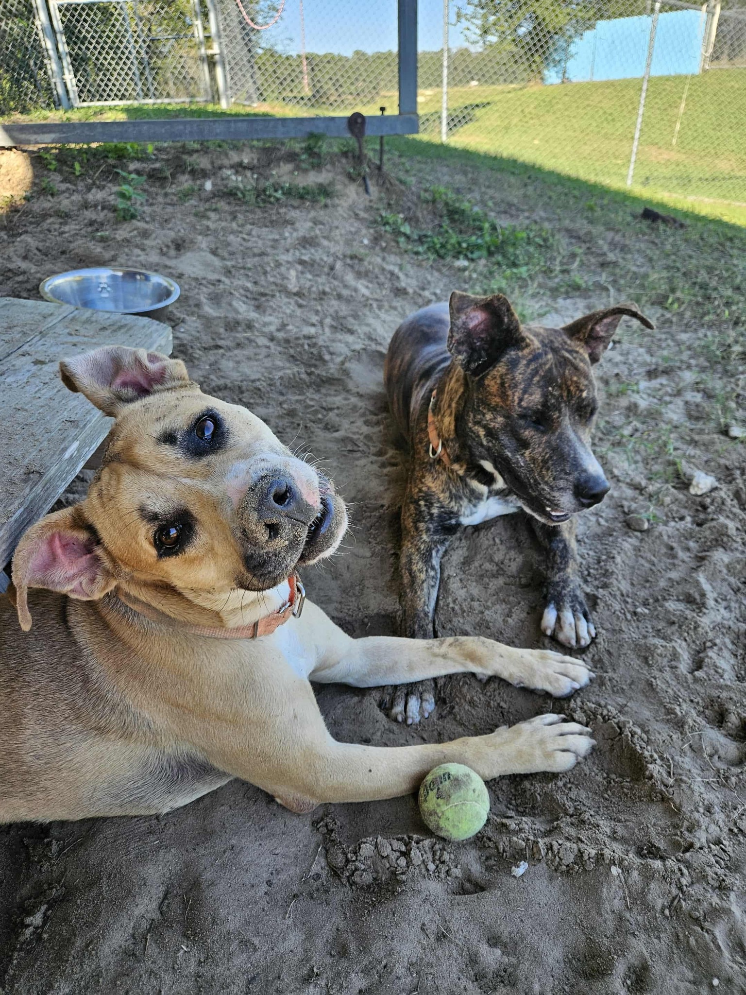 Adopt - 🎉 Meet Hummus — the dog with the perfect vibe! 🐾He’s the life ...