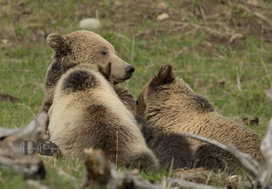 joann slivak district manager baca grande water Grizzly bear nursing cubs before independence amino acid drip IV AOD-9604 Vial — Lyophilized, Size:50mg x 90