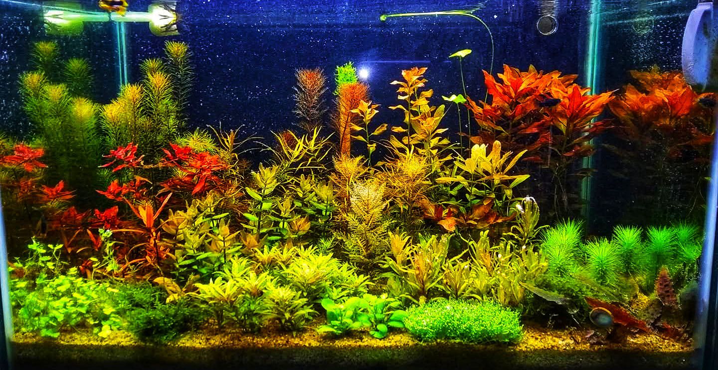 Tabib Aquatic Present