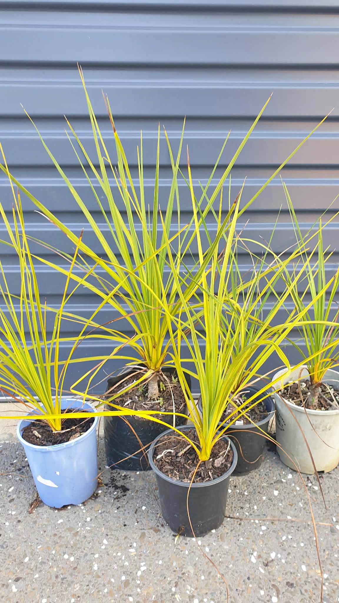 Garden & Outdoor for sale in Whakatane, New Zealand | Facebook ...