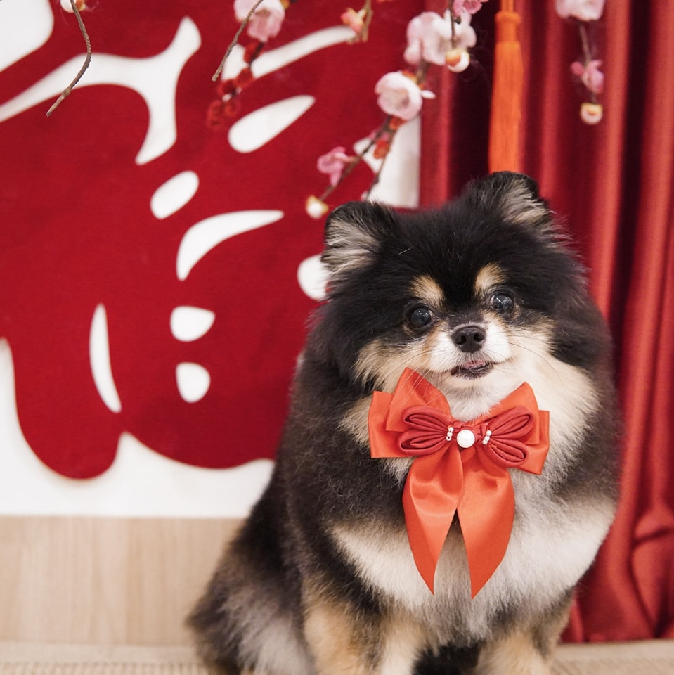 The Fox Butler Pet Lifestyle Store | Bayan Lepas