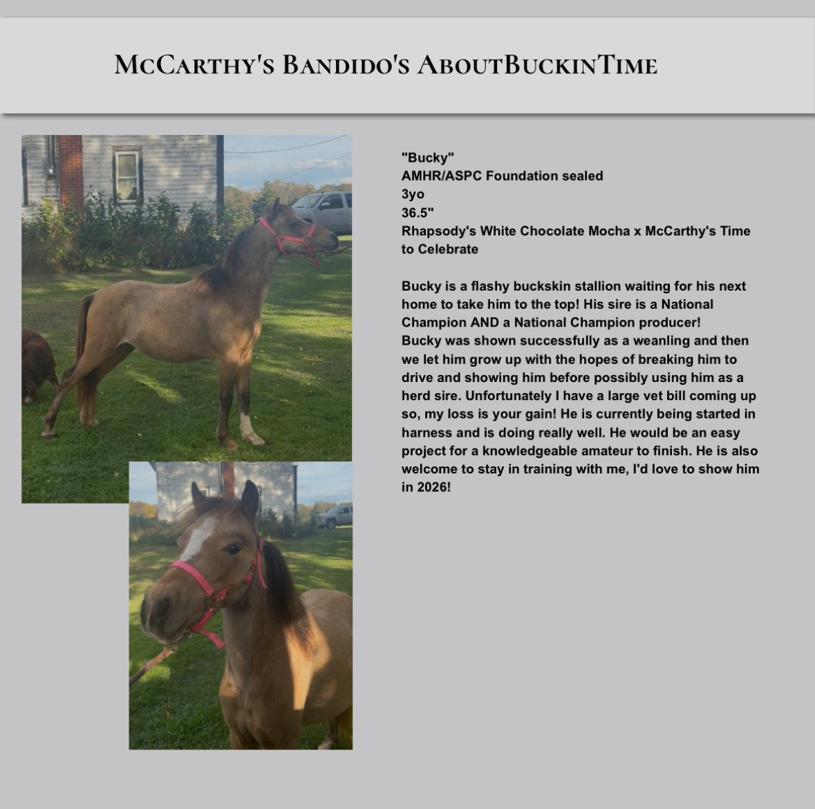 Luchetta Farm and... - Luchetta Farm and Training Center