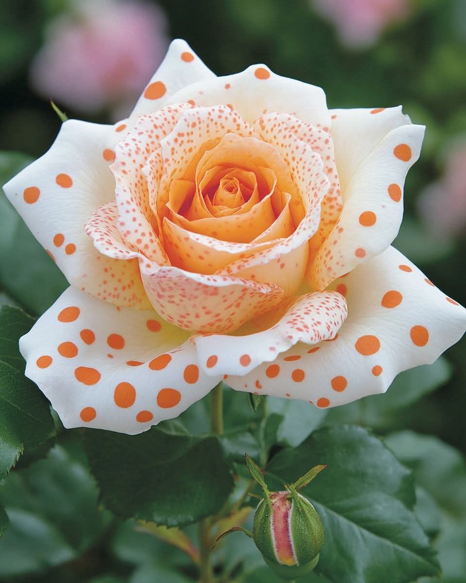 Polka dot rose care and features