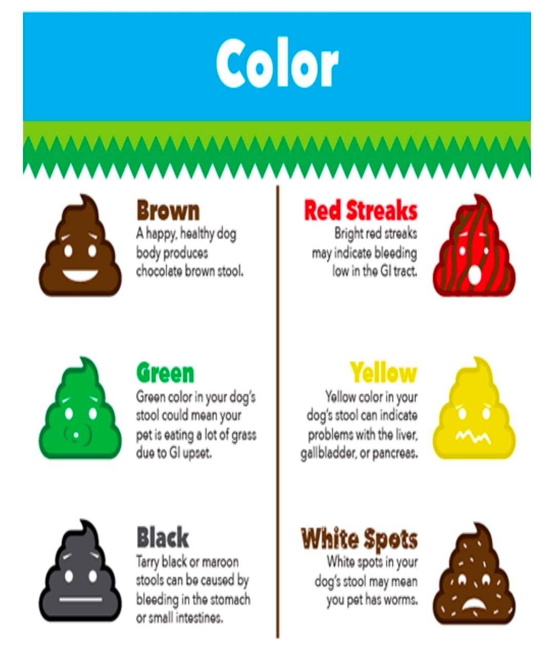 PetDen Avenue - Lets talk poop... Here are the usual poop... | Facebook