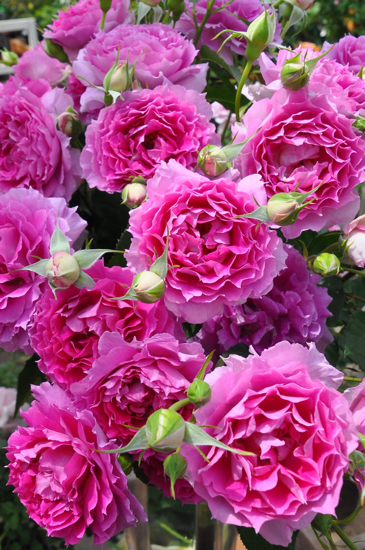 バラの家 Rosa Orientis -バラ苗専門店- - 紫がかる花色に先のとがる弁先、波打つ花弁の個性的な花形 ダマスクを基調とした ...