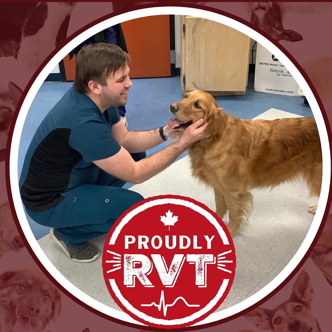 October is RVT Month! ... - Canadian Animal Blood Bank | Facebook