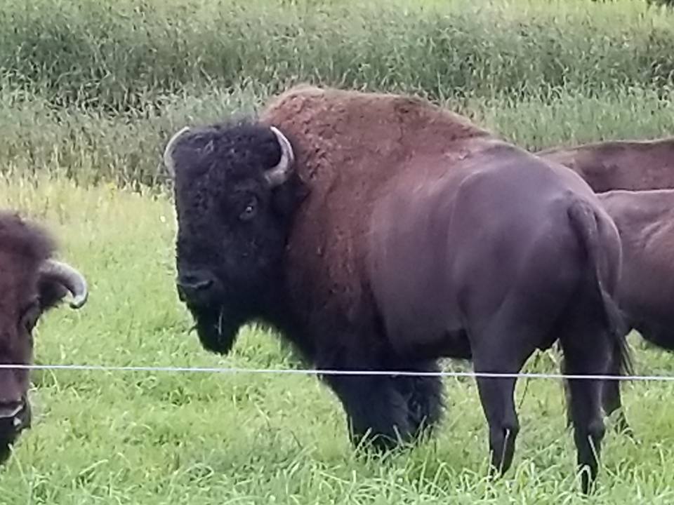 Our two herd bulls. - Maple Ridge Bison Ranch, Inc.