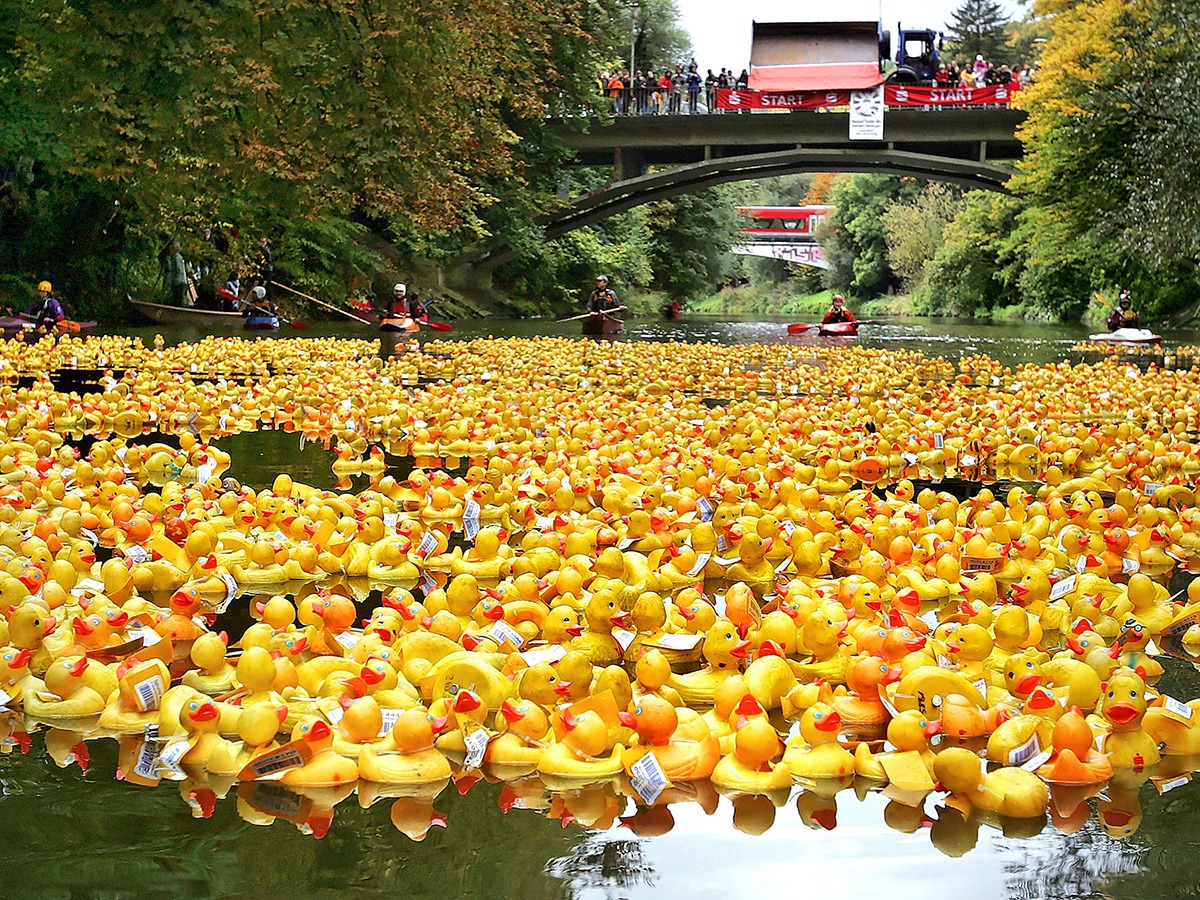 Quietscheenten stechen wieder in See Am Samstag findet wieder das alljährliche Entenrennen auf dem Neckar statt. Hunderte gelbe Quietscheenten schwimmen bei dem 45-minütigen Rennen um die Wette. Auf die Enten-Paten warten bei