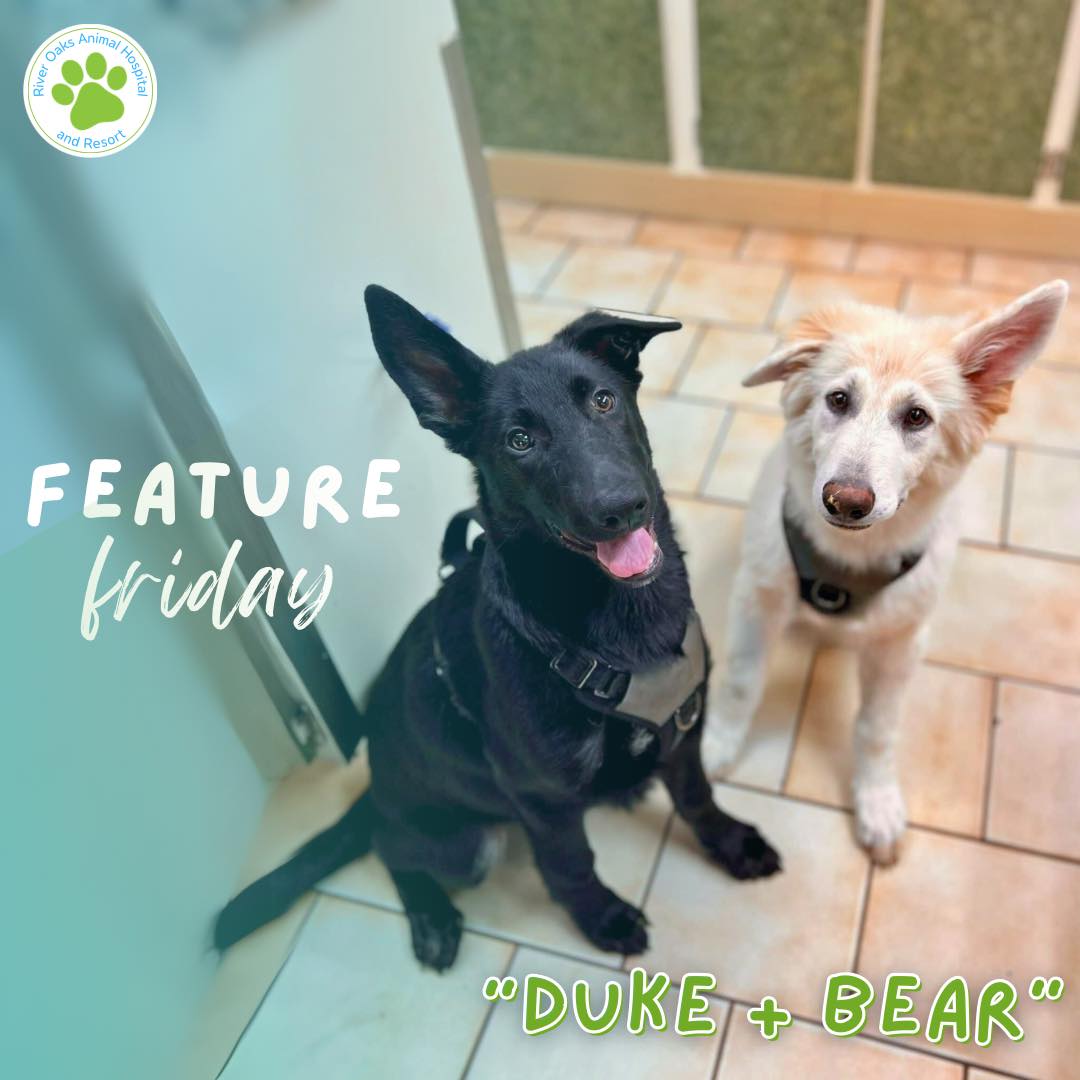Happy Feature Friday! Duke... - River Oaks Animal Hospital