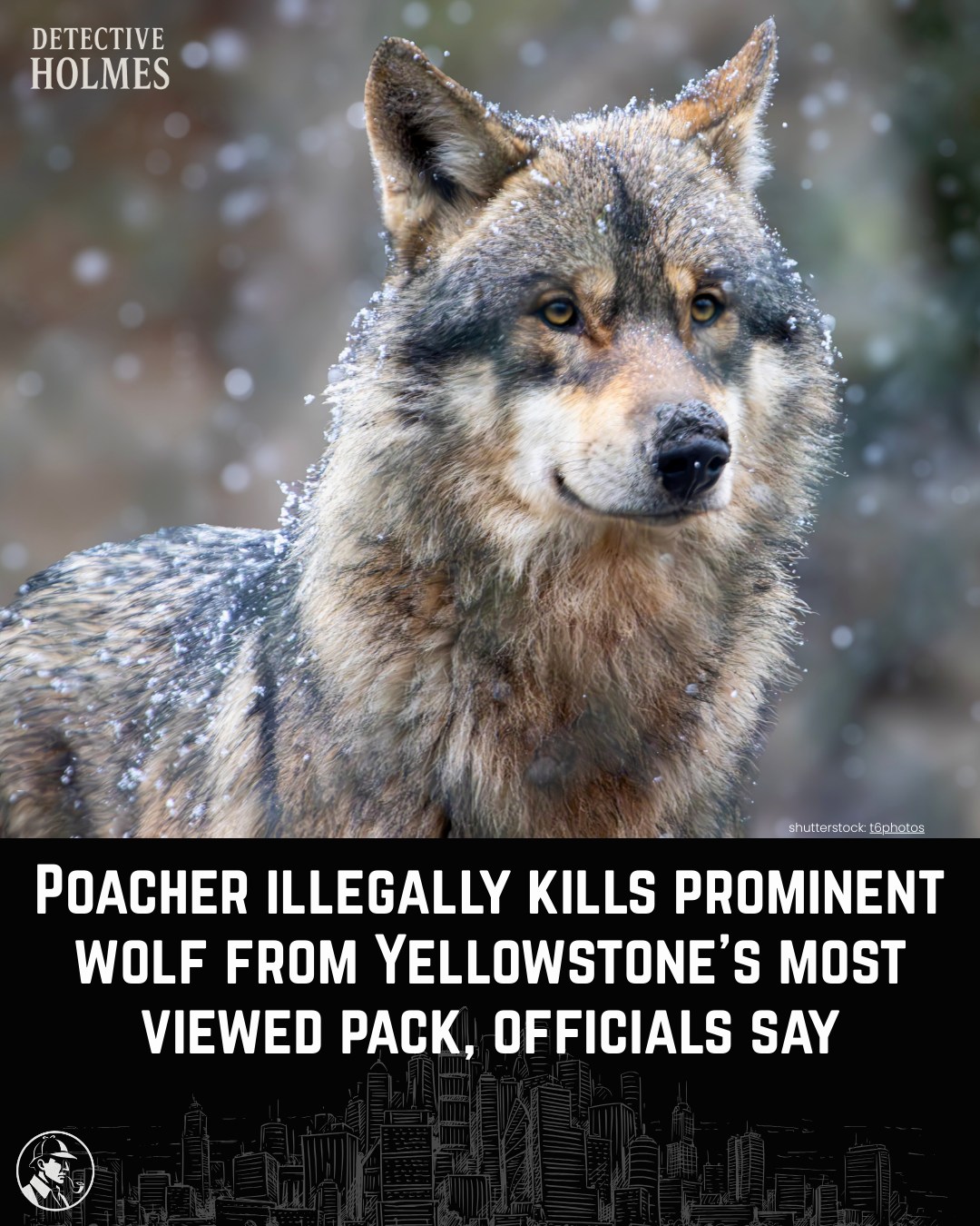 Holmes - The illegal killing of a prominent wolf from Yellowstone’s ...