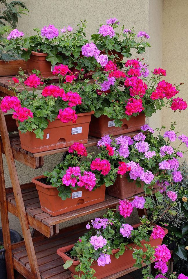 Beautiful - Simple Secrets To Keep Geraniums Flowering From Spring To ...