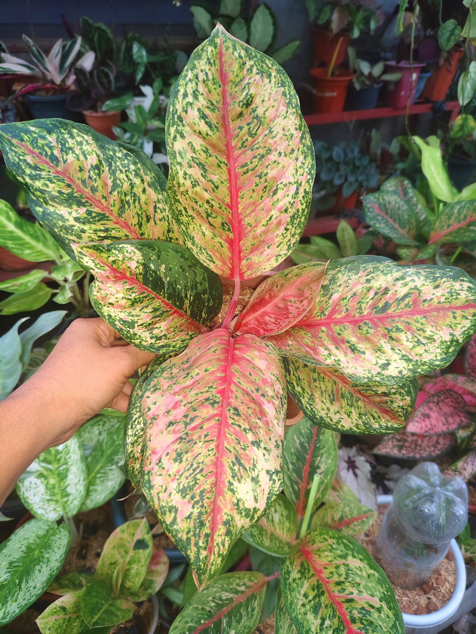 Growing strong, growing beautiful—Aglaonema Harley Quinn
