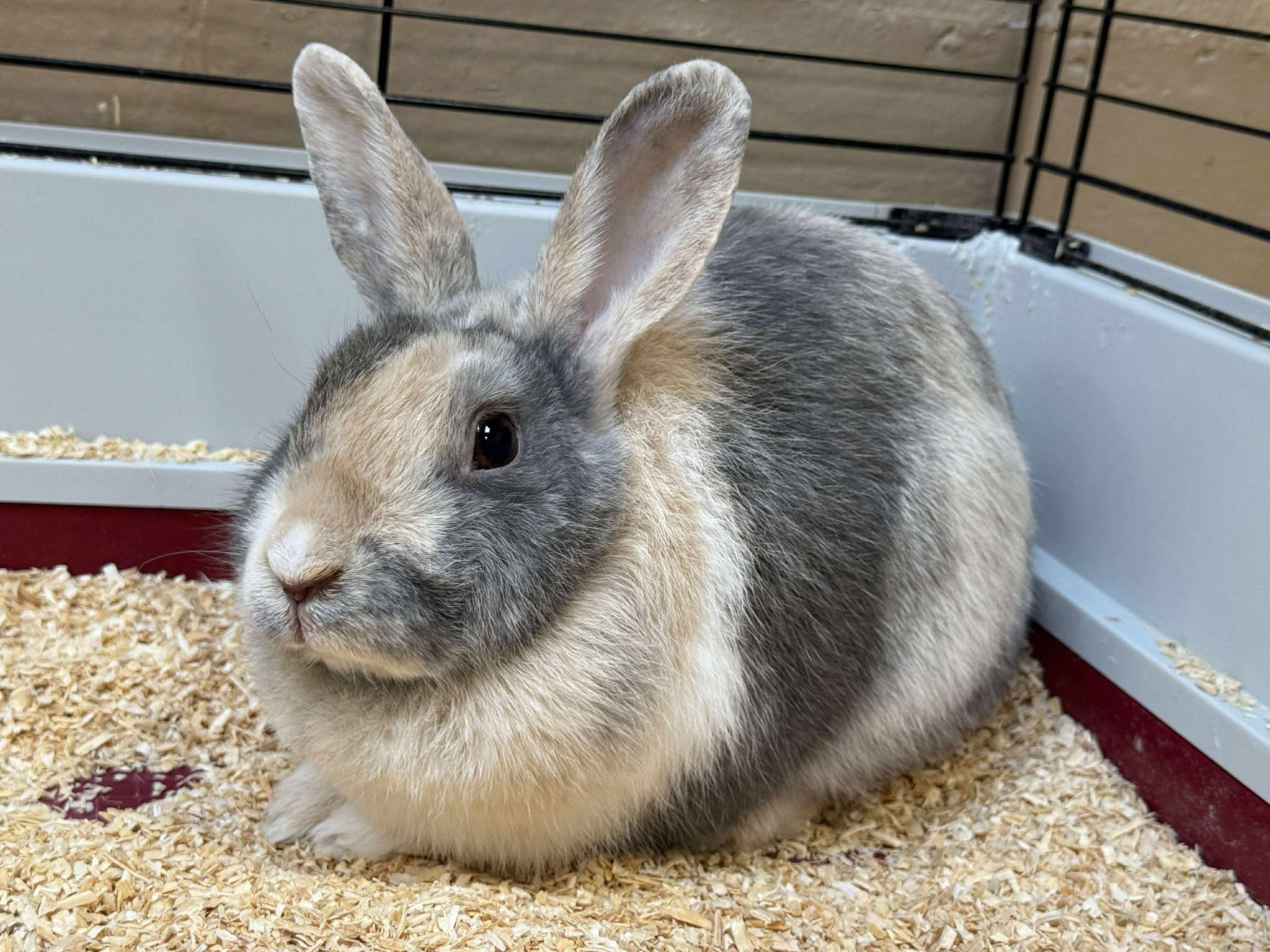 Montgomery - Cassie is a soft, sweet soul who’s simply looking for a ...