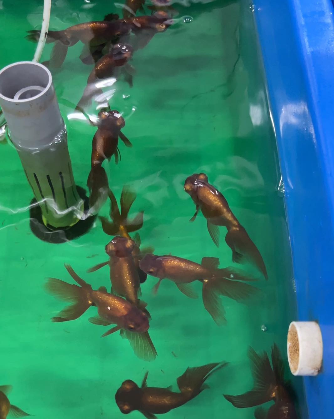 JuzFish ArtQuatics | Singapore Singapore