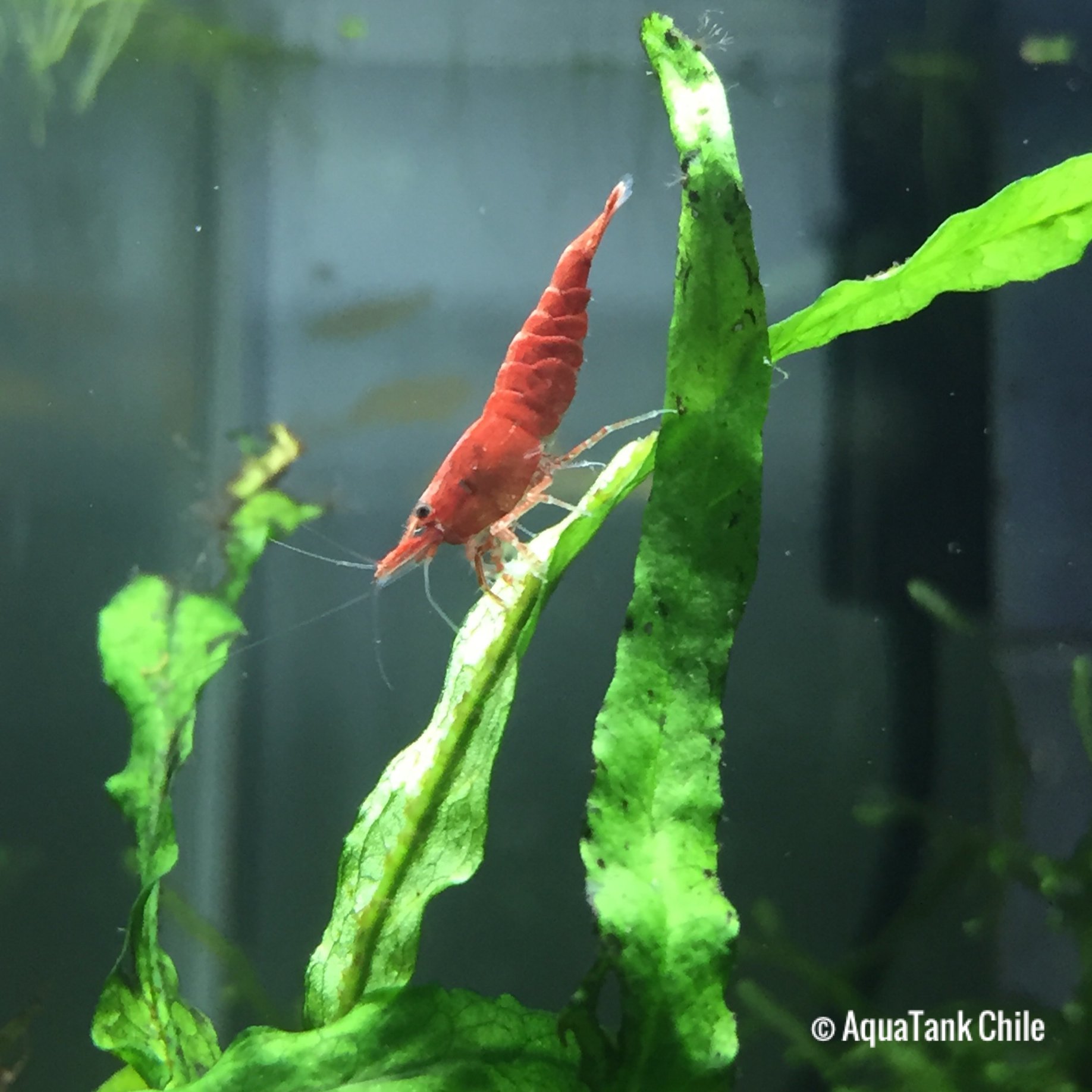AquaTank Chile - Neocaridine Red Sakura (Neocaridina... | Facebook
