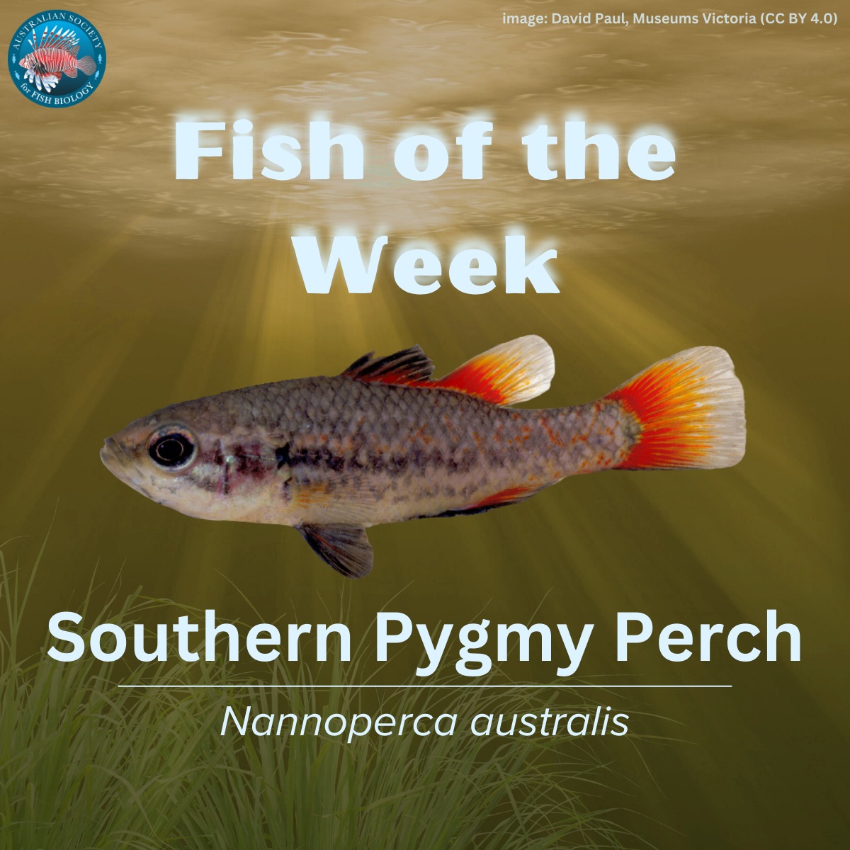 🗓️🐟 Fish of the Week... - Australian Society for Fish Biology | Facebook