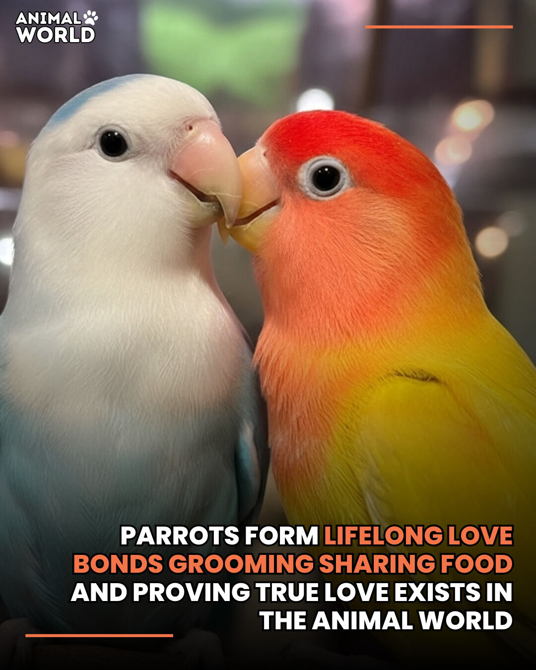 Animal World - Did you know some parrots pick a partner... | Facebook