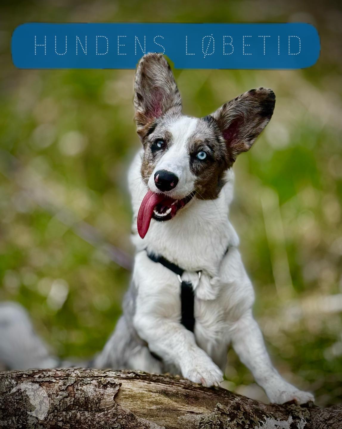 Lupo - HUNDENS LØBETID Nova - Lupo Hundecenter lille maskot - er kommet ...