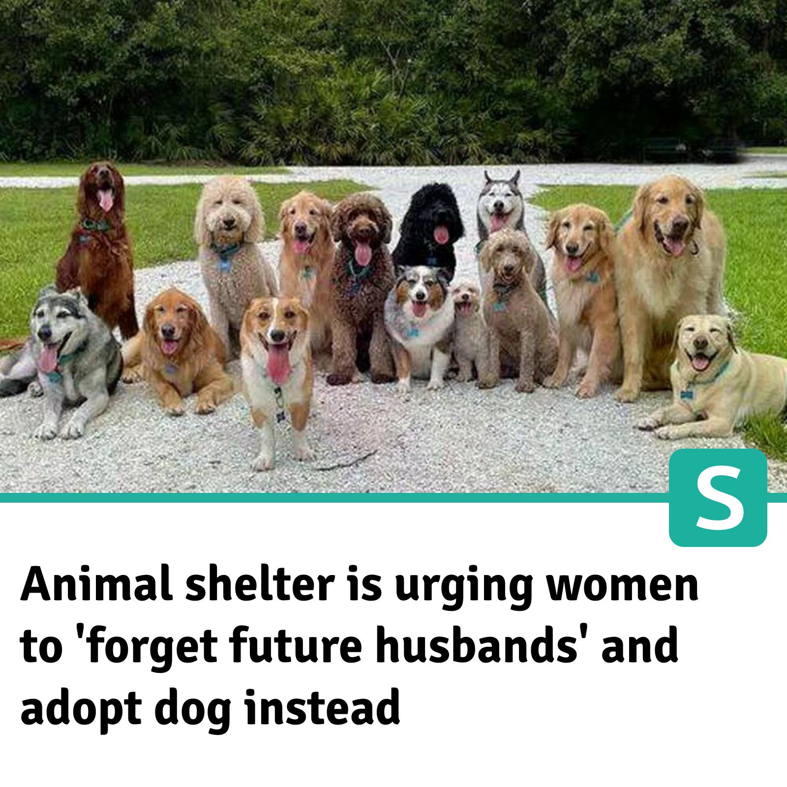 Surrey - The Humane Society of the Pikes Peak Region have come up with ...
