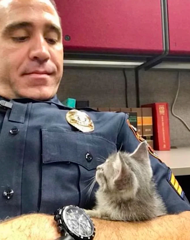 Cats - Cop Comforts Lost Kitten at Police Station and Becomes Her New ...