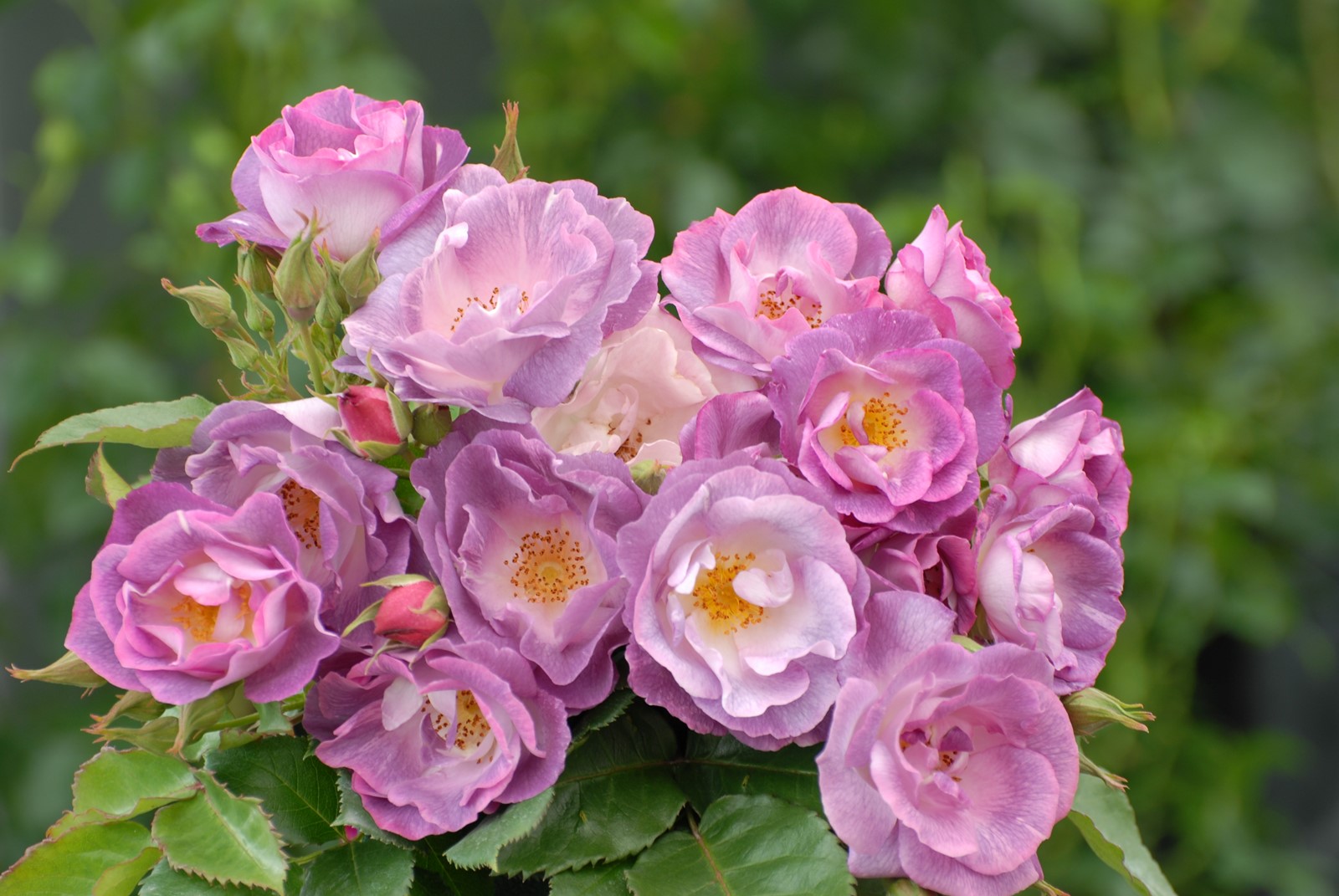 Rozenkwekerij de Wilde - Fris en fruitig🌹🥰 Met zijn prachtige mix van ...