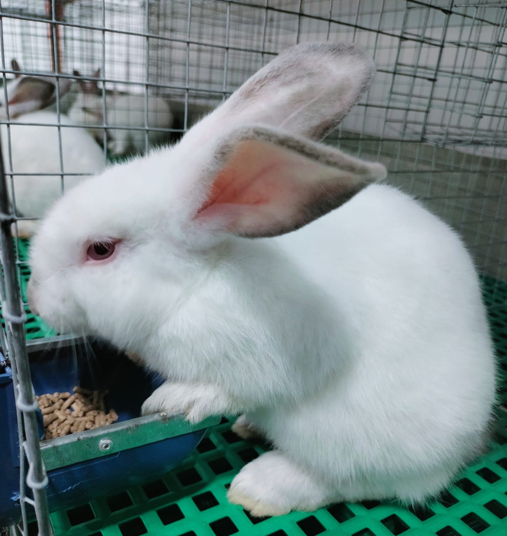 Prime Rabbits Ph | San Carlos City