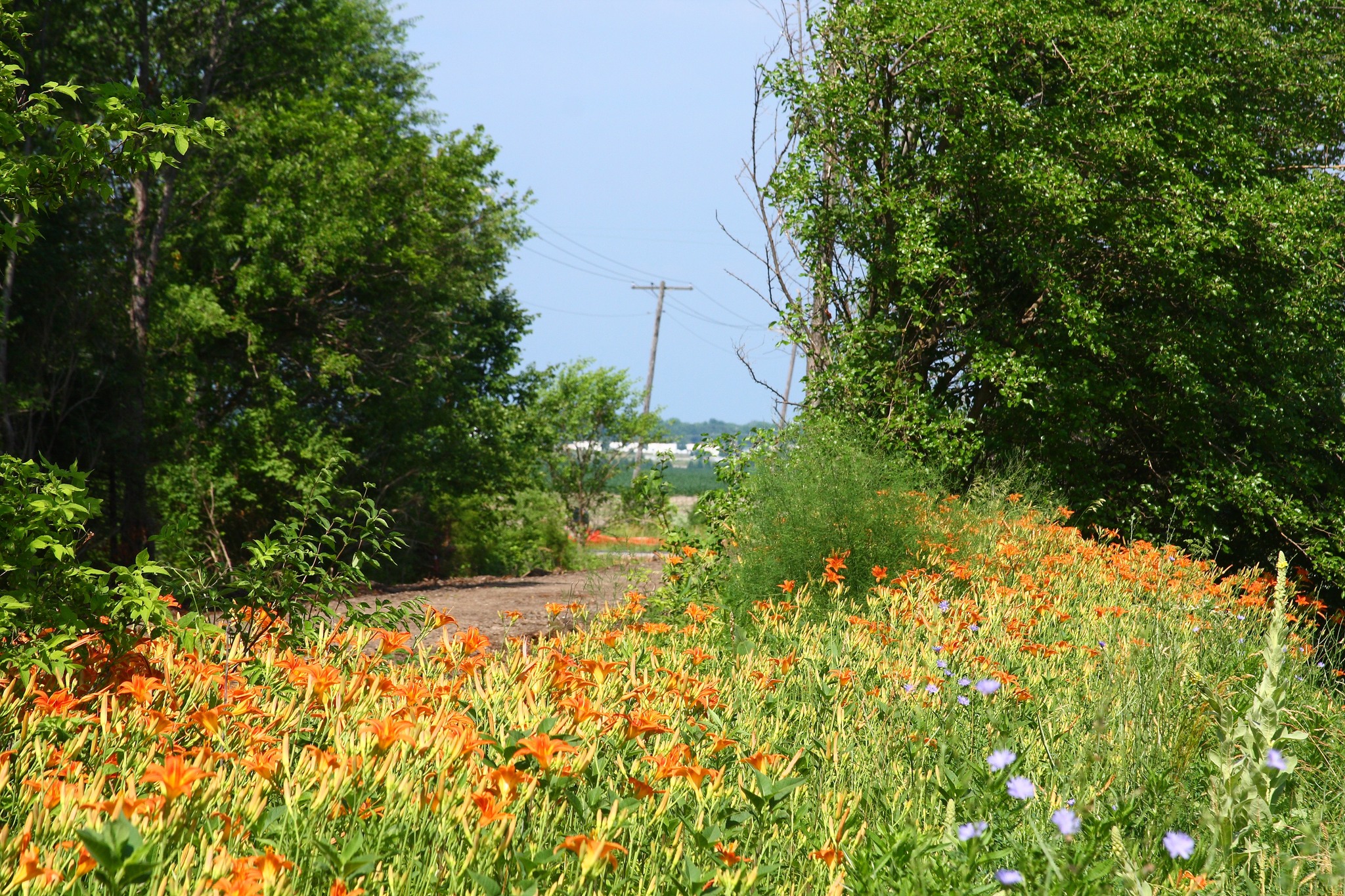 Kickapoo Rail Trail | Urbana IL