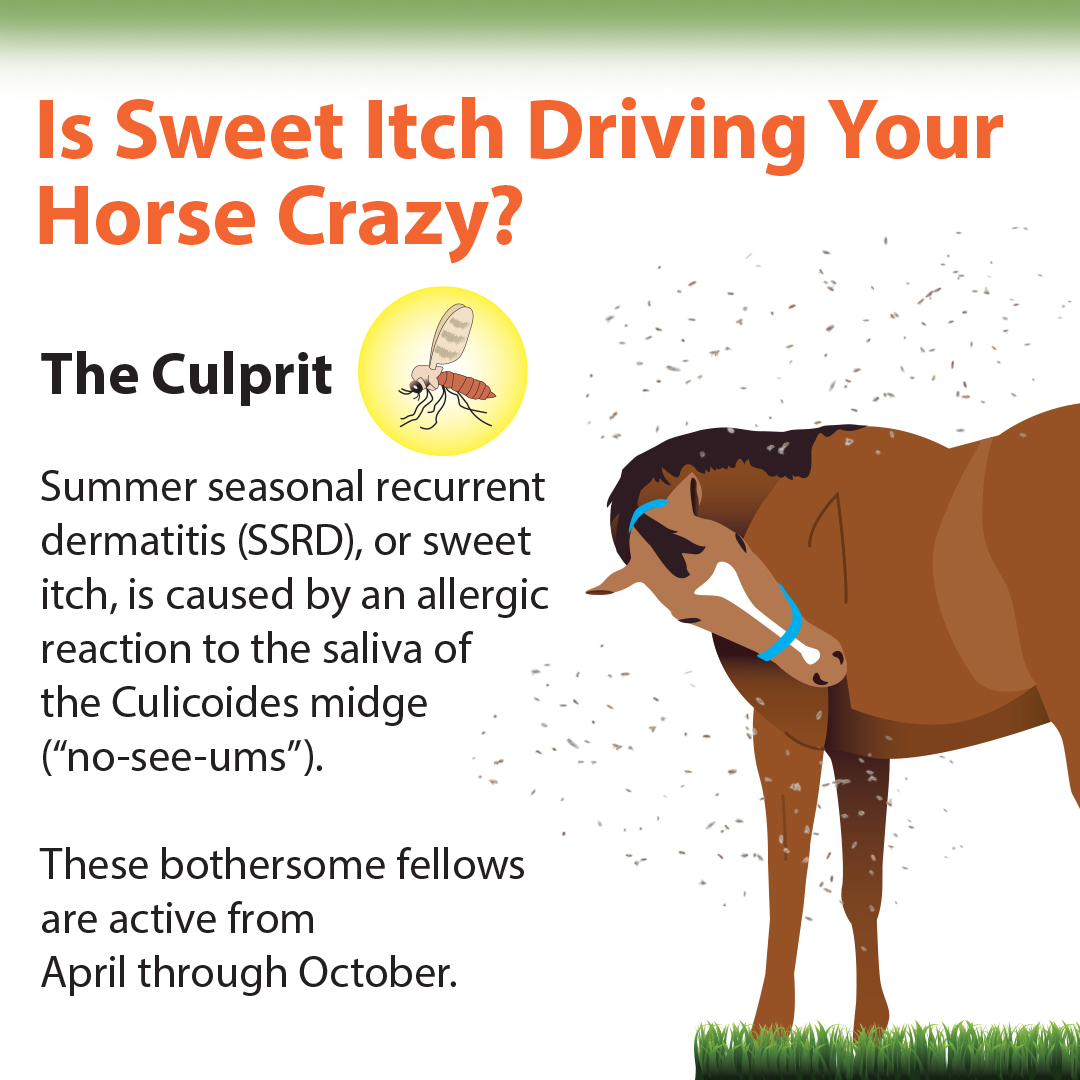Double JH Equine Veterinary Services | Hallsville TX
