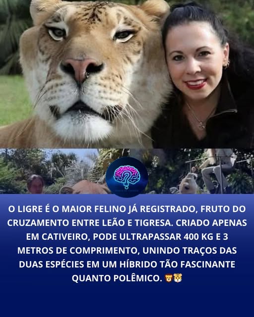 espiritual-o-ligre-um-dos-h-bridos-mais-curiosos-do-mundo-animal