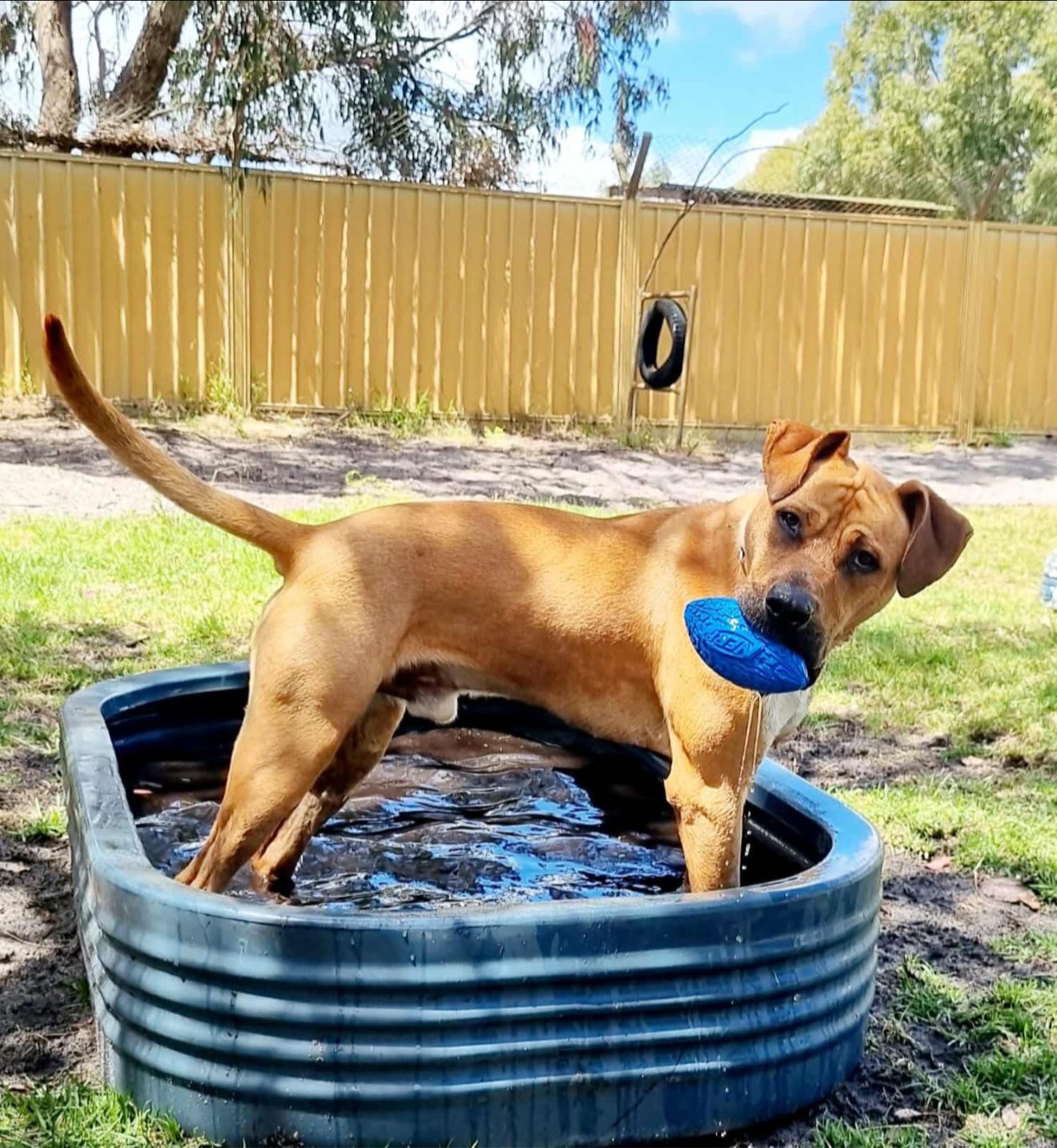 K9 - Did someone say walkies??? 👀😝 Rufus is a young, goofy boy who’s ...