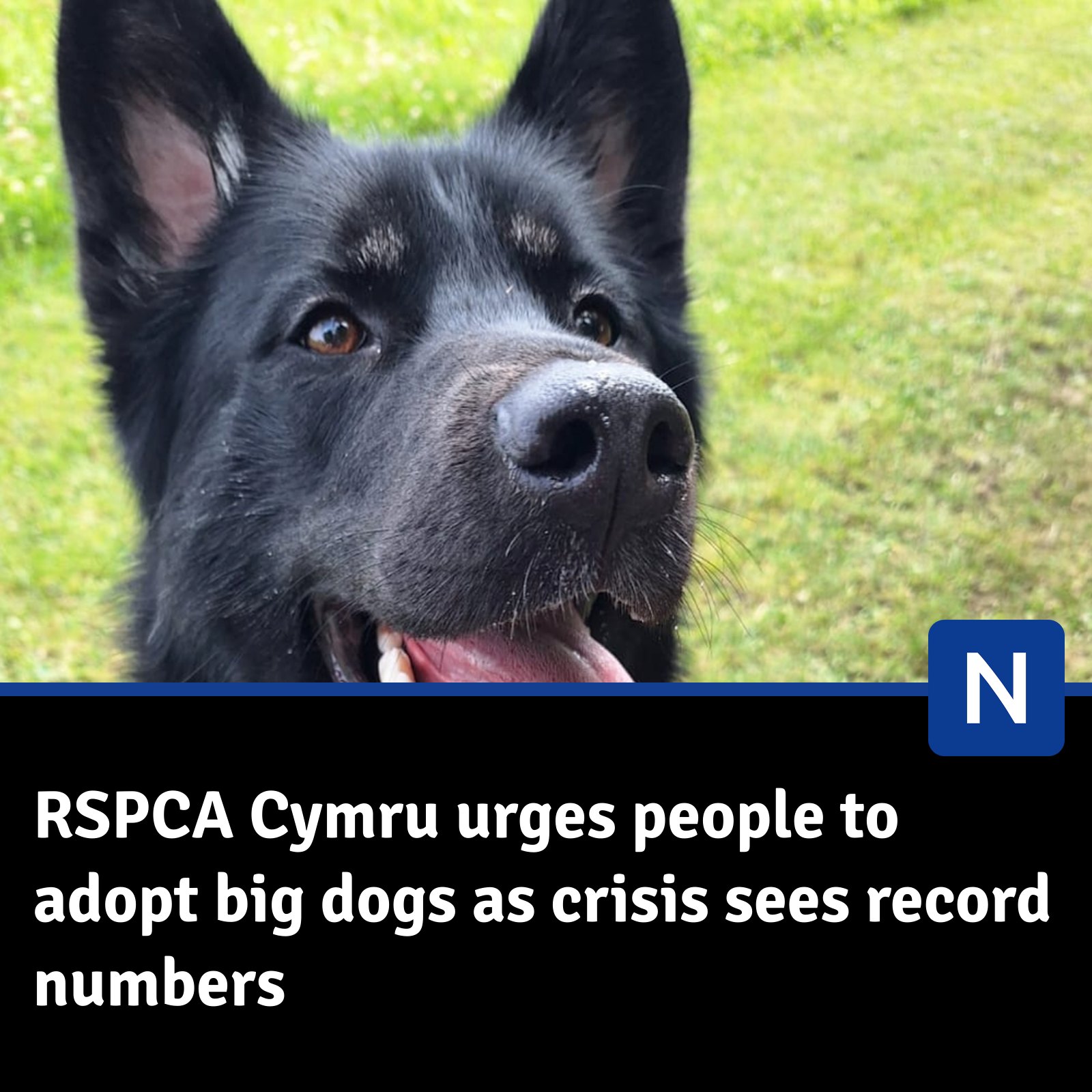 North - The RSPCA is urging people to consider adopting 'every kind' of ...