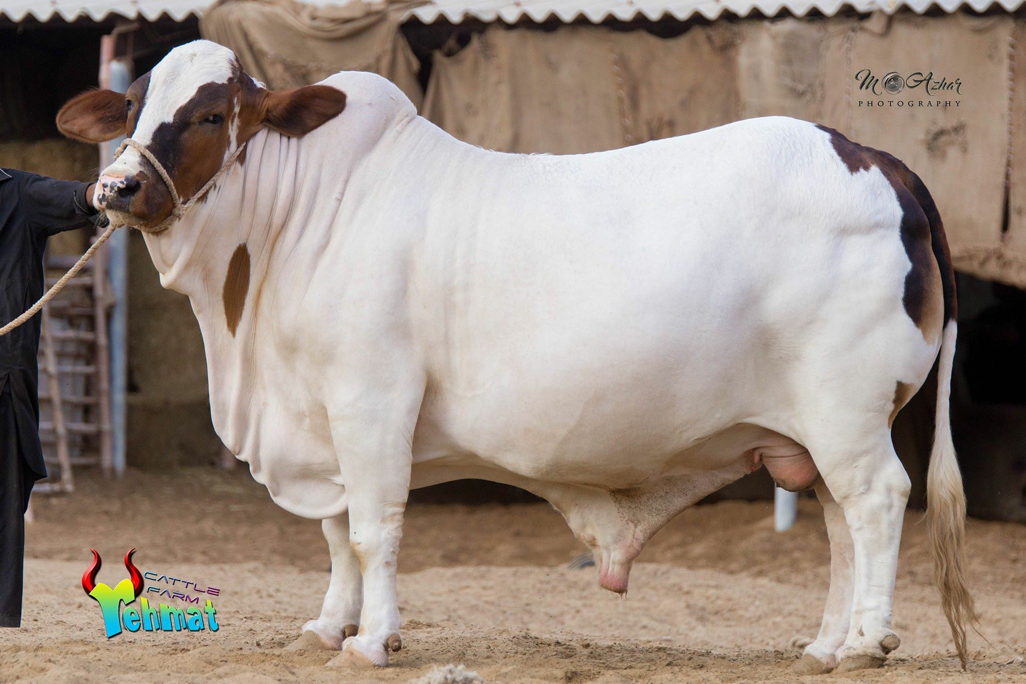 Pakistan - REHMAT CATTLE FARM PRESENTS THE BEAUTY OF TOWN #FAUJI 😍 MA ...