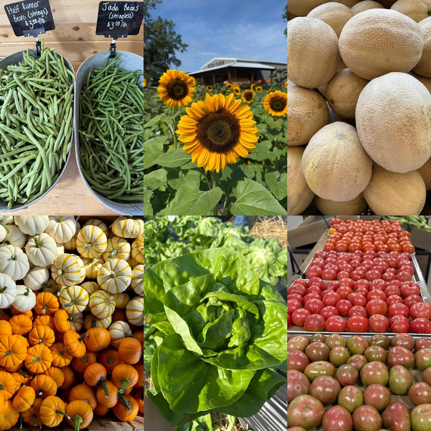 Rudd - 🌦️Thursday, September 25: farm store OPEN 9:00-4:00! We have the ...