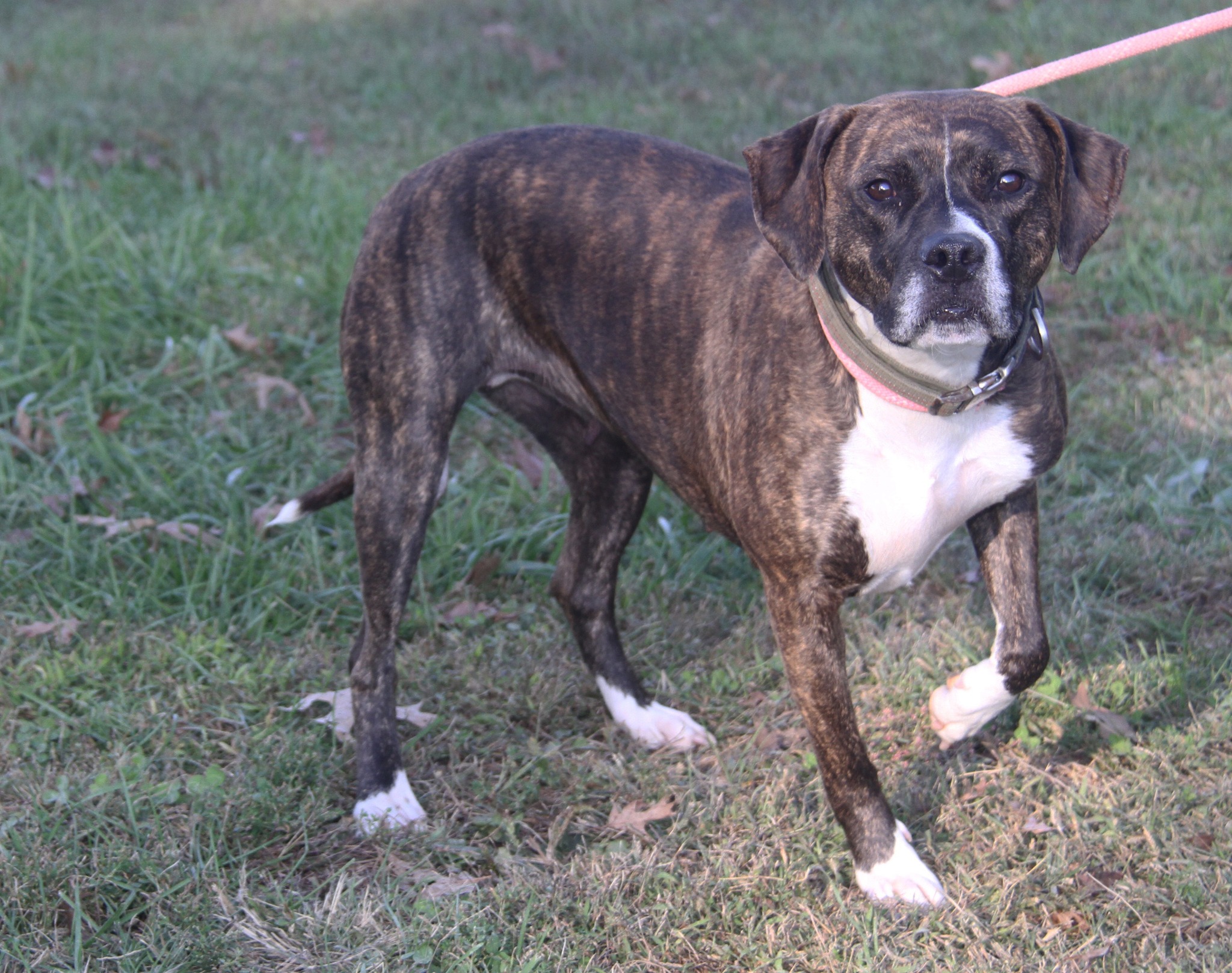 Humane - **SPAYED** ... Sophie is a beautiful 2-year old female Boxer ...