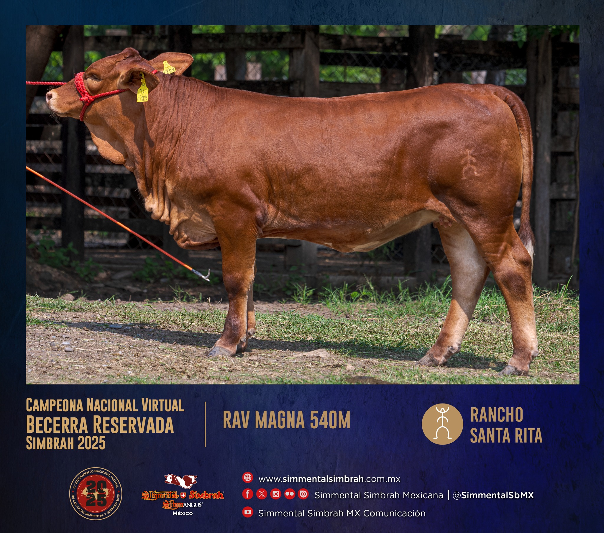 Simmental - 03. Campeona Nacional Virtual Becerra Simbrah Reservada ...