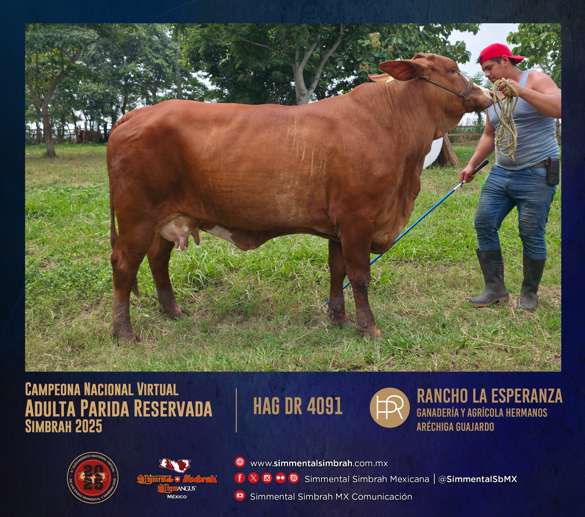 Simmental - 25. Campeona Nacional Virtual Adulta Parida Simbrah ...