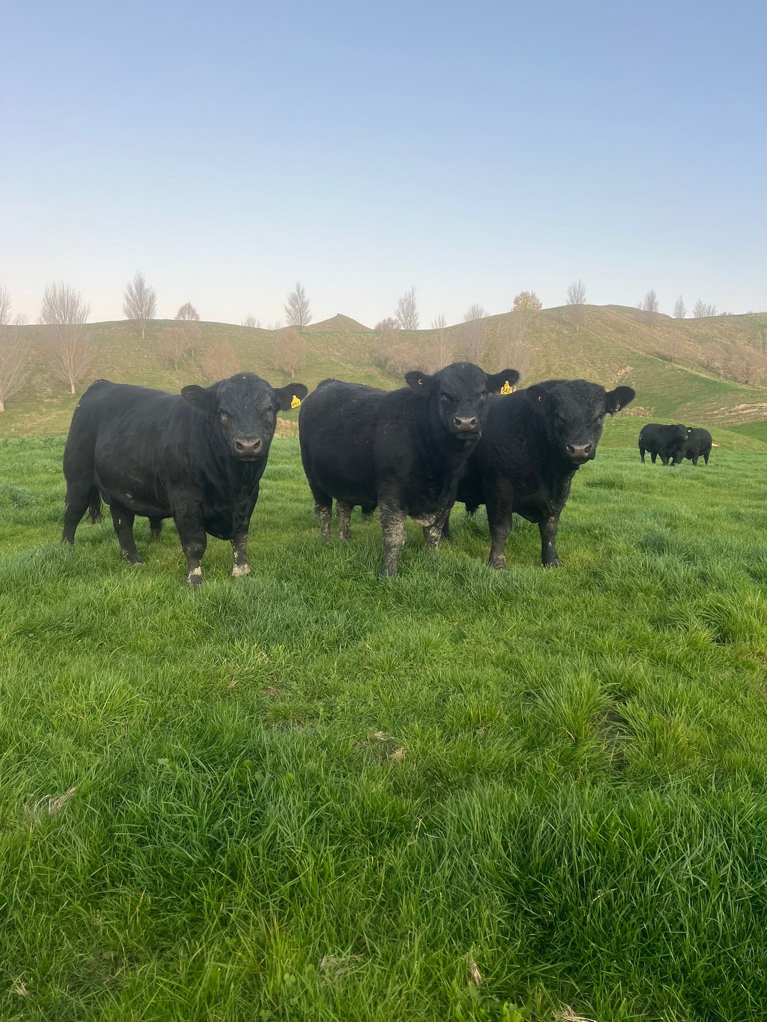 Elgin - Everything is ready for sale day tomorrow. Looking forward to ...