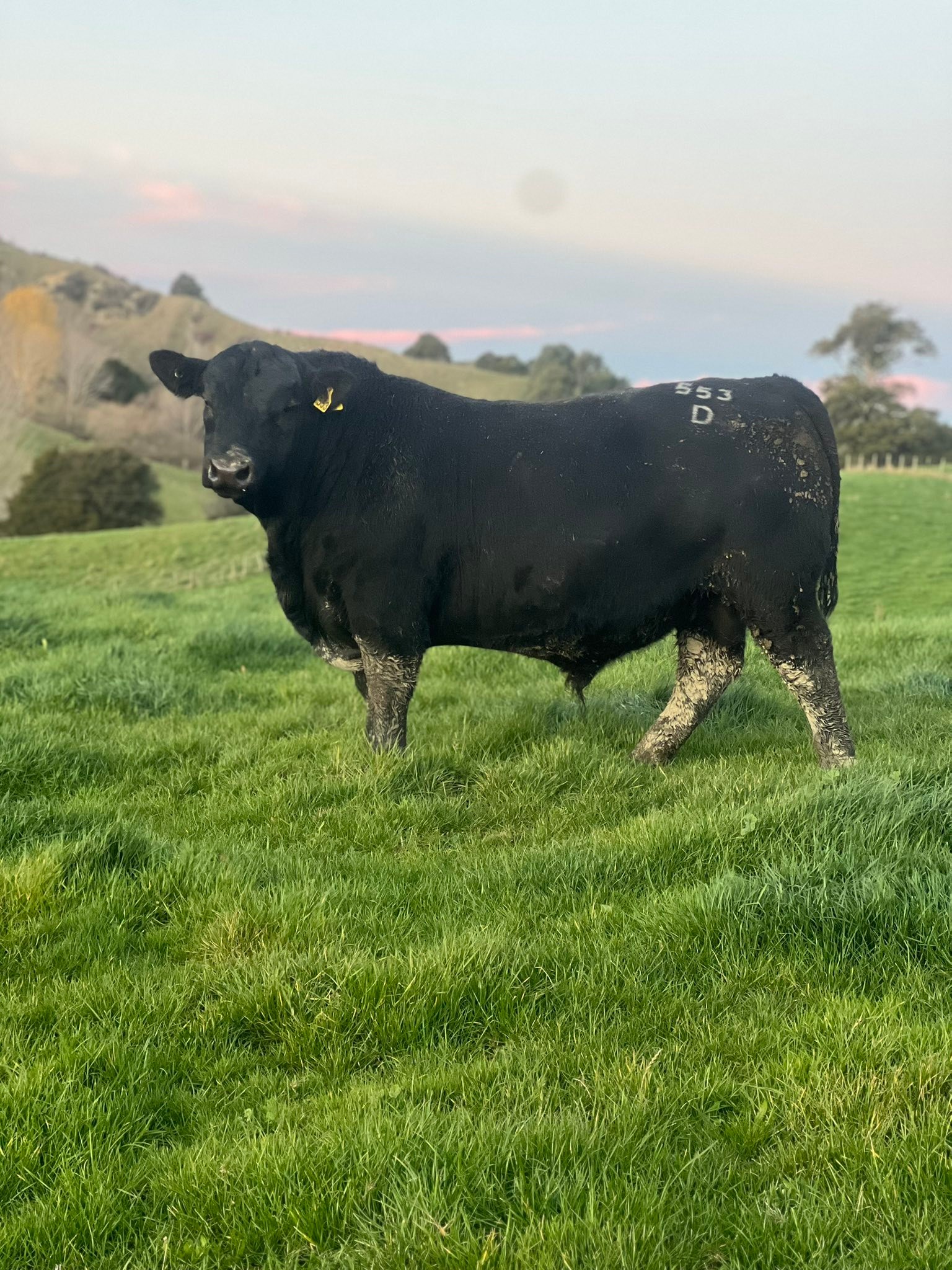 Elgin - Everything is ready for sale day tomorrow. Looking forward to ...