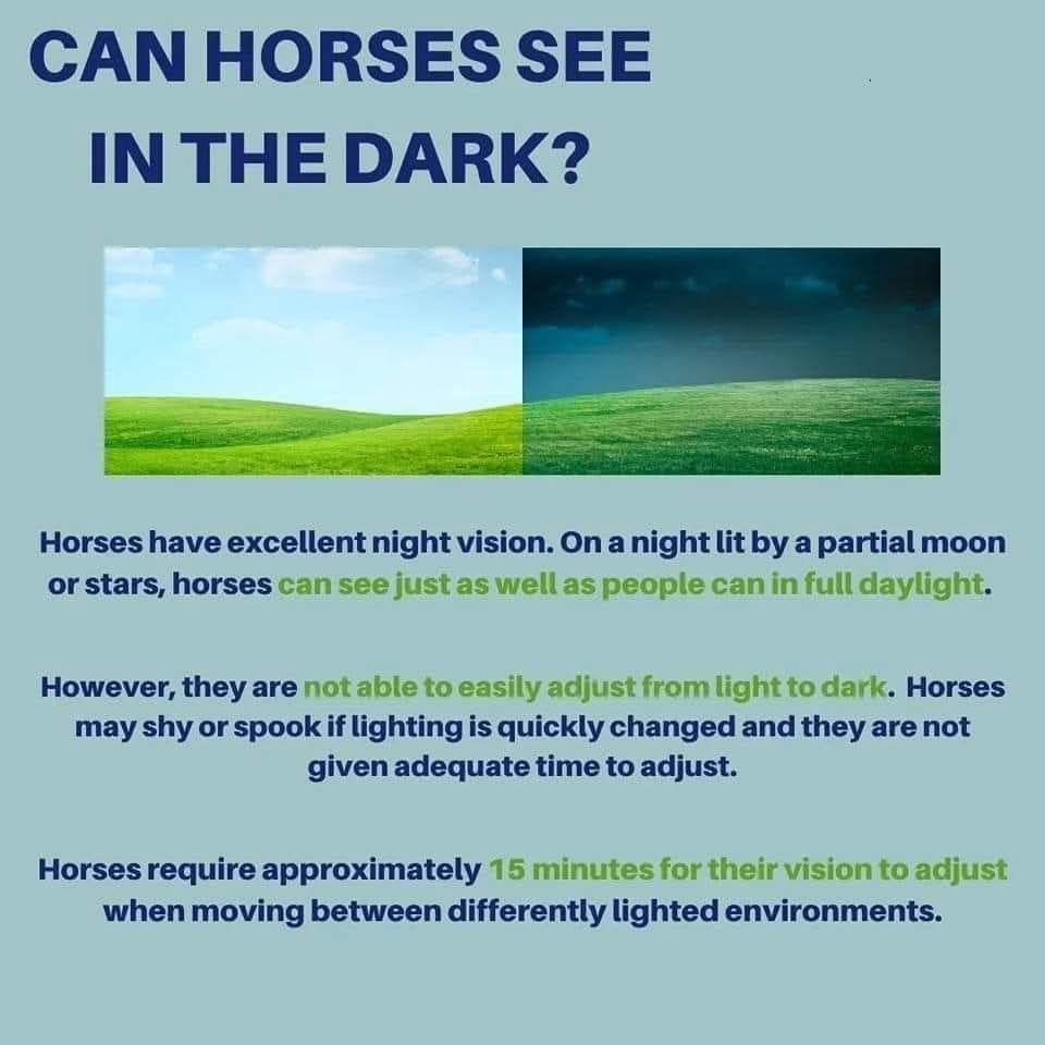 horsedialog