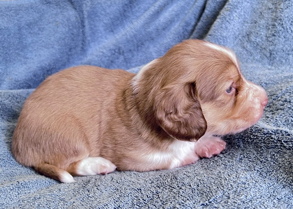 Schreiber's Dachshund Ranch