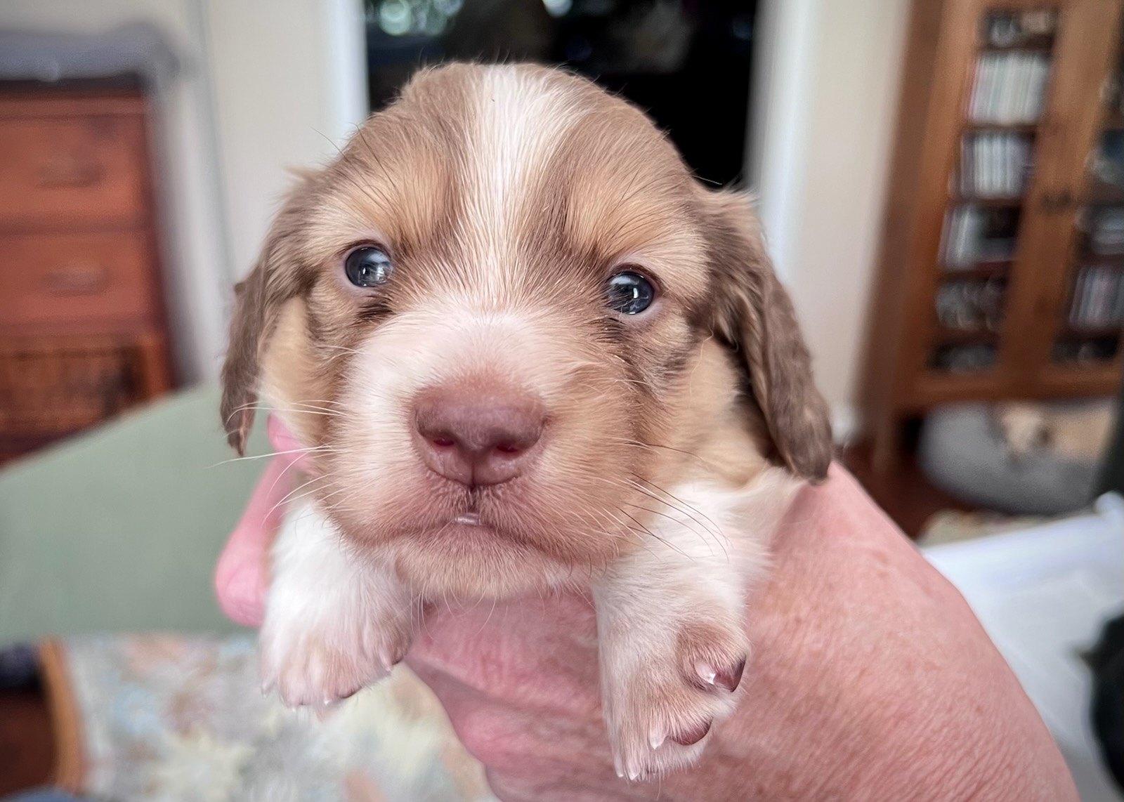 Schreiber's Dachshund Ranch